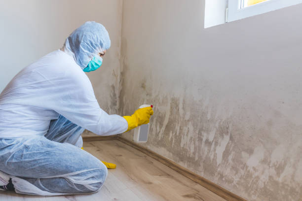Licensed Commercial Mold Remediation service in Washington, IL - 24 Hour Mold Removal