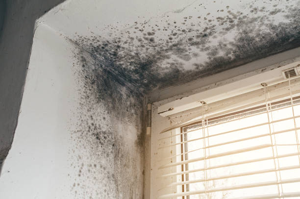 Affordable Commercial Mold Remediation solutions in Washington, IL
